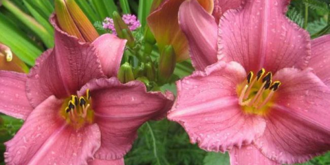 Дневни лилии: съвети как да засадите лилии в градината. Характеристики на грижи, възможности за размножаване, условия на растенията